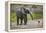 Baby elephant chasing bird (L. africana), Tarangire National Park, Tanzania, East Africa, Africa-Ashley Morgan-Framed Premier Image Canvas