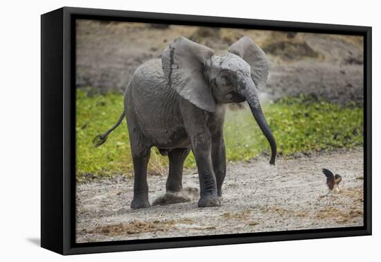 Baby elephant chasing bird (L. africana), Tarangire National Park, Tanzania, East Africa, Africa-Ashley Morgan-Framed Premier Image Canvas