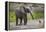 Baby elephant chasing bird (L. africana), Tarangire National Park, Tanzania, East Africa, Africa-Ashley Morgan-Framed Premier Image Canvas