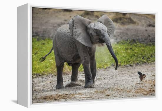 Baby elephant chasing bird (L. africana), Tarangire National Park, Tanzania, East Africa, Africa-Ashley Morgan-Framed Premier Image Canvas