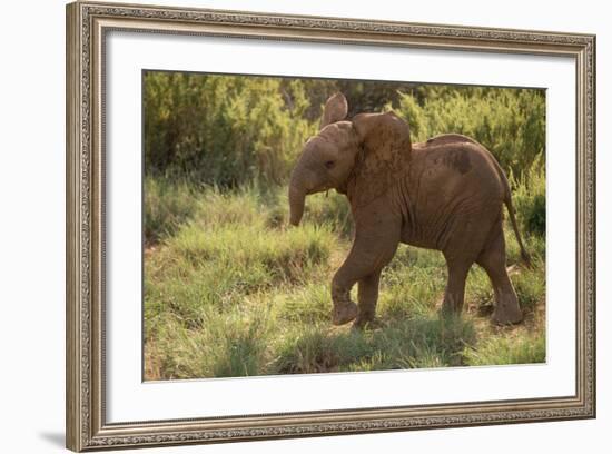 Baby Elephant Flaring its Ears-DLILLC-Framed Photographic Print