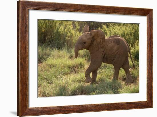 Baby Elephant Flaring its Ears-DLILLC-Framed Photographic Print