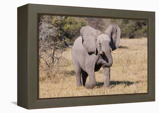 Baby Elephant III-Howard Ruby-Framed Premier Image Canvas