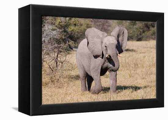 Baby Elephant III-Howard Ruby-Framed Premier Image Canvas