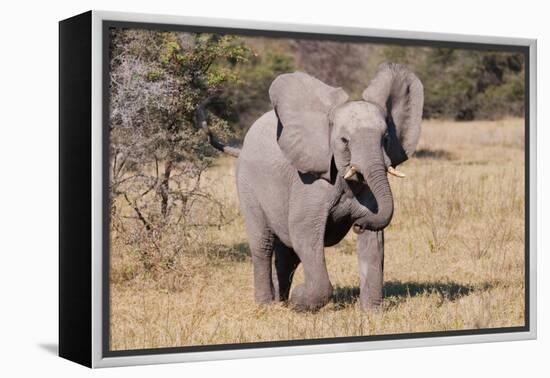 Baby Elephant III-Howard Ruby-Framed Premier Image Canvas