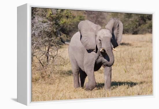 Baby Elephant III-Howard Ruby-Framed Premier Image Canvas