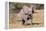 Baby Elephant III-Howard Ruby-Framed Premier Image Canvas
