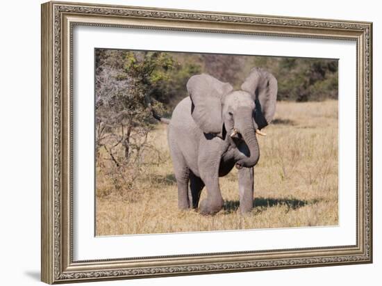 Baby Elephant III-Howard Ruby-Framed Photographic Print