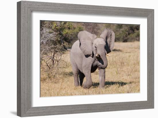 Baby Elephant III-Howard Ruby-Framed Photographic Print