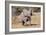 Baby Elephant III-Howard Ruby-Framed Photographic Print