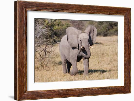 Baby Elephant III-Howard Ruby-Framed Photographic Print