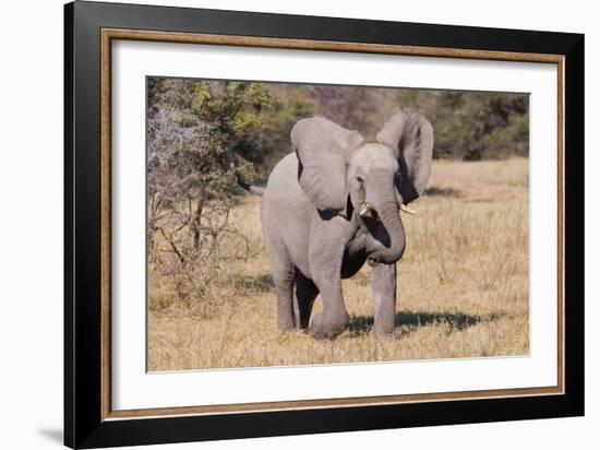 Baby Elephant III-Howard Ruby-Framed Photographic Print