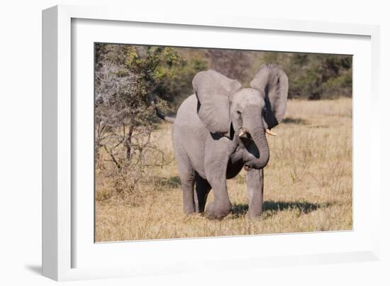 Baby Elephant III-Howard Ruby-Framed Photographic Print