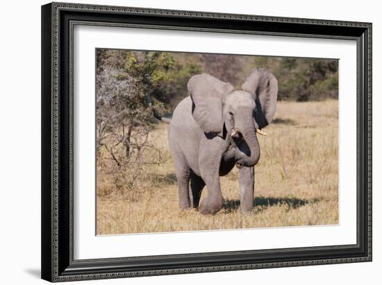 Baby Elephant III-Howard Ruby-Framed Photographic Print