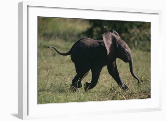 Baby Elephant Running-DLILLC-Framed Photographic Print