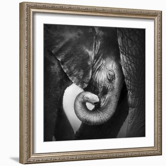 Baby Elephant Seeking Comfort against Mother's Leg - Etosha National Park-Johan Swanepoel-Framed Photographic Print