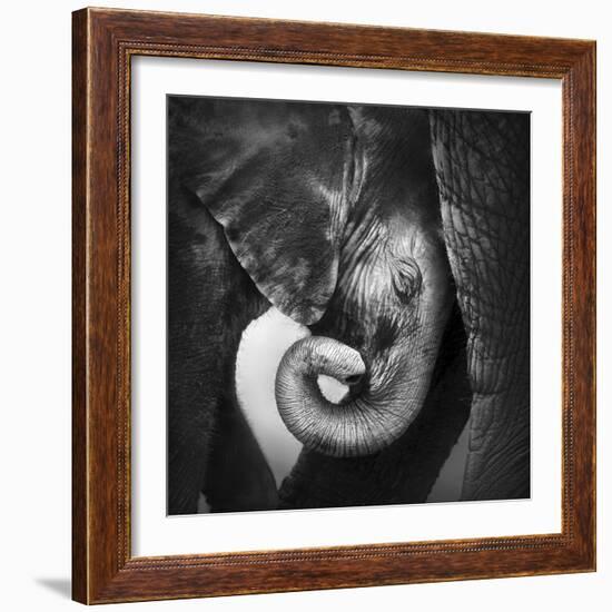 Baby Elephant Seeking Comfort against Mother's Leg - Etosha National Park-Johan Swanepoel-Framed Photographic Print