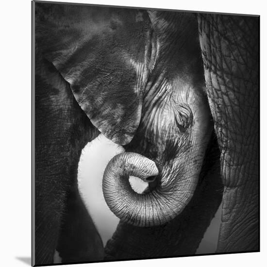 Baby Elephant Seeking Comfort against Mother's Leg - Etosha National Park-Johan Swanepoel-Mounted Photographic Print