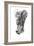 Baby Elephant Study-Mark Adlington-Framed Giclee Print