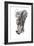 Baby Elephant Study-Mark Adlington-Framed Giclee Print