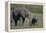 Baby Elephant Trumpeting at Mother-DLILLC-Framed Premier Image Canvas