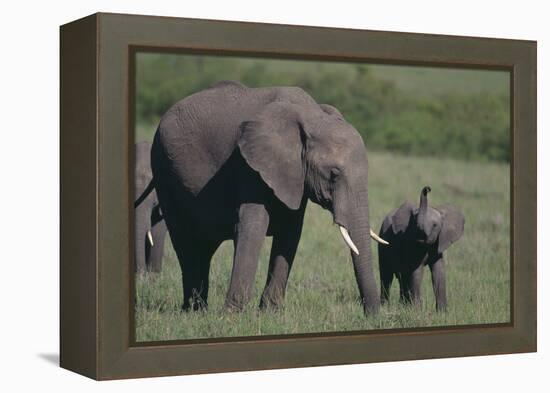 Baby Elephant Trumpeting at Mother-DLILLC-Framed Premier Image Canvas