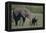 Baby Elephant Trumpeting at Mother-DLILLC-Framed Premier Image Canvas