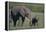 Baby Elephant Trumpeting at Mother-DLILLC-Framed Premier Image Canvas
