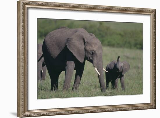 Baby Elephant Trumpeting at Mother-DLILLC-Framed Photographic Print