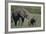 Baby Elephant Trumpeting at Mother-DLILLC-Framed Photographic Print