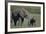 Baby Elephant Trumpeting at Mother-DLILLC-Framed Photographic Print