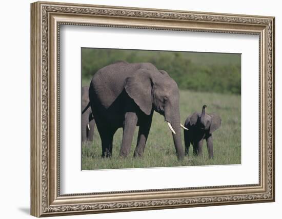 Baby Elephant Trumpeting at Mother-DLILLC-Framed Photographic Print