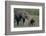 Baby Elephant Trumpeting at Mother-DLILLC-Framed Photographic Print