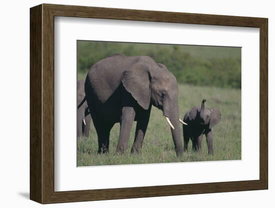 Baby Elephant Trumpeting at Mother-DLILLC-Framed Photographic Print