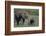 Baby Elephant Trumpeting at Mother-DLILLC-Framed Photographic Print