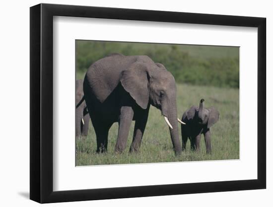 Baby Elephant Trumpeting at Mother-DLILLC-Framed Photographic Print