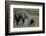 Baby Elephant Trumpeting at Mother-DLILLC-Framed Photographic Print