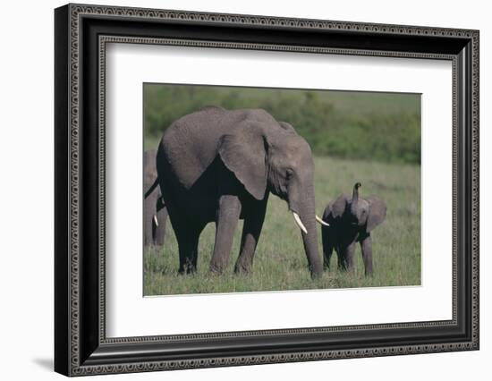 Baby Elephant Trumpeting at Mother-DLILLC-Framed Photographic Print