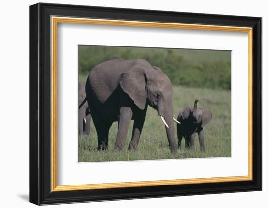 Baby Elephant Trumpeting at Mother-DLILLC-Framed Photographic Print