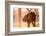 Baby elephant walking, Chitwan Elephant Sanctuary, Nepal, Asia-Laura Grier-Framed Photographic Print