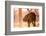 Baby elephant walking, Chitwan Elephant Sanctuary, Nepal, Asia-Laura Grier-Framed Photographic Print