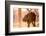 Baby elephant walking, Chitwan Elephant Sanctuary, Nepal, Asia-Laura Grier-Framed Photographic Print