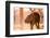 Baby elephant walking, Chitwan Elephant Sanctuary, Nepal, Asia-Laura Grier-Framed Photographic Print