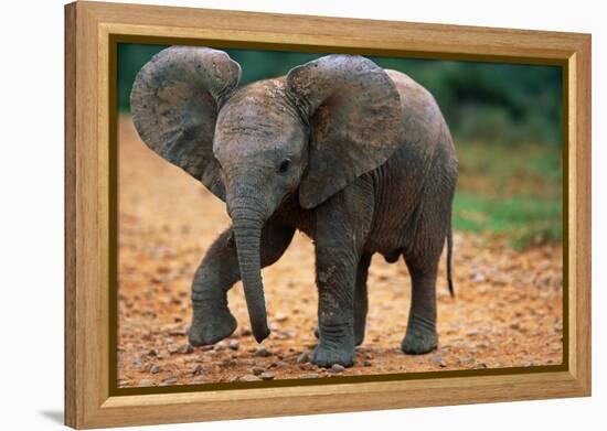 Baby Elephant Walking-null-Framed Premier Image Canvas