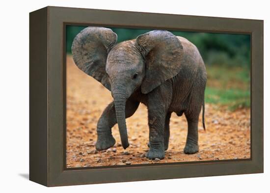 Baby Elephant Walking-null-Framed Premier Image Canvas