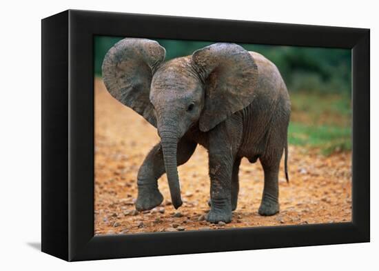 Baby Elephant Walking-null-Framed Premier Image Canvas