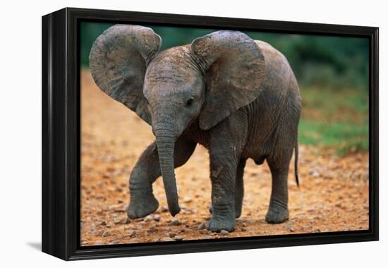 Baby Elephant Walking-null-Framed Premier Image Canvas