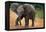 Baby Elephant Walking-null-Framed Premier Image Canvas