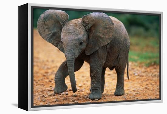 Baby Elephant Walking-null-Framed Premier Image Canvas