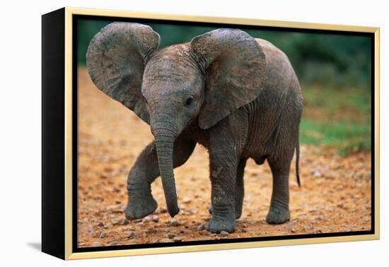 Baby Elephant Walking-null-Framed Premier Image Canvas